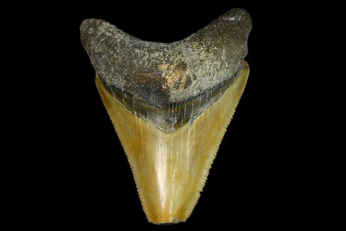 Serrated, Fossil Megalodon Tooth - Florida #122562